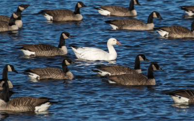 Standing Out in a Crowded World